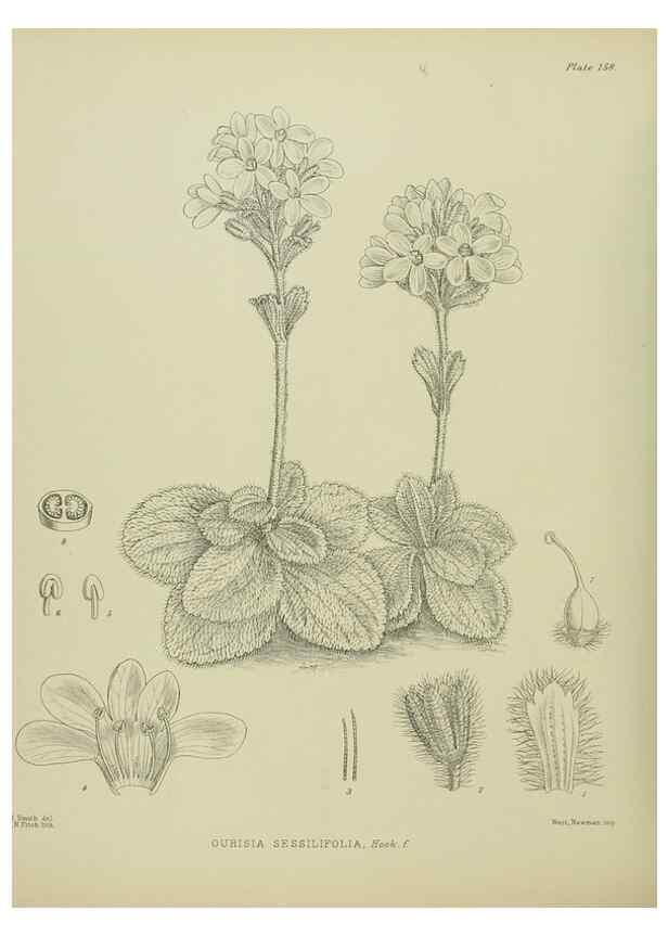 Reproducción/Reproduction 23864990391: Illustrations of the New Zealand flora /. Wellington :John Mackay, Govt. Printer,1914.
