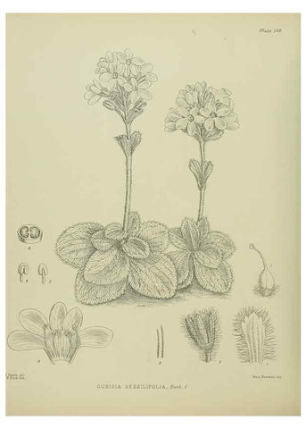 Reproducción/Reproduction 23864990391: Illustrations of the New Zealand flora /. Wellington :John Mackay, Govt. Printer,1914.