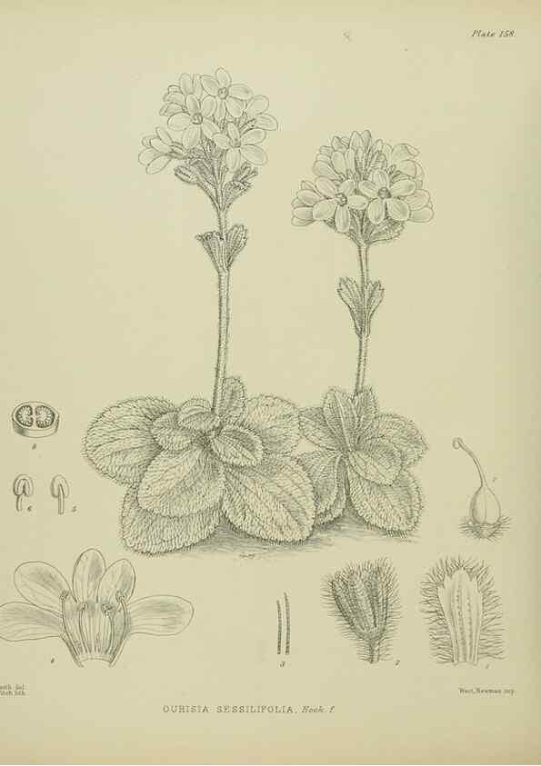 Reproducción/Reproduction 23864990391: Illustrations of the New Zealand flora /. Wellington :John Mackay, Govt. Printer,1914.