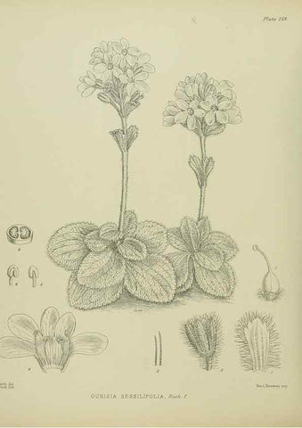 Reproducción/Reproduction 23864990391: Illustrations of the New Zealand flora /. Wellington :John Mackay, Govt. Printer,1914.
