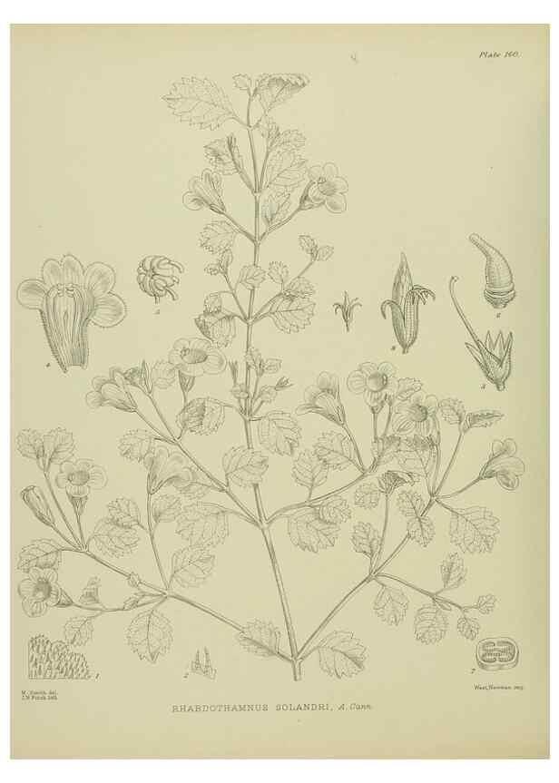 Reproducción/Reproduction 23947484625: Illustrations of the New Zealand flora /. Wellington :John Mackay, Govt. Printer,1914.