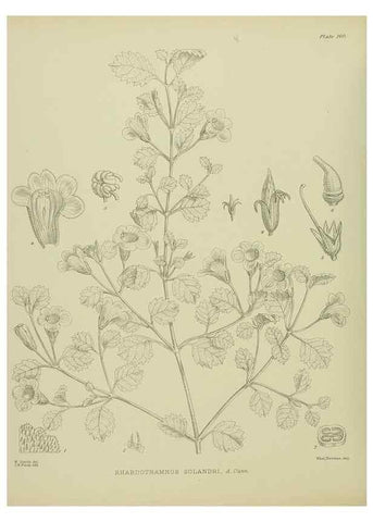 Reproducción/Reproduction 23947484625: Illustrations of the New Zealand flora /. Wellington :John Mackay, Govt. Printer,1914.