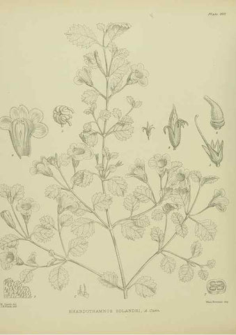 Reproducción/Reproduction 23947484625: Illustrations of the New Zealand flora /. Wellington :John Mackay, Govt. Printer,1914.