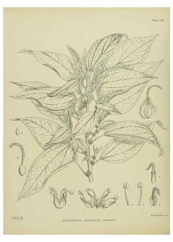 Reproducción/Reproduction 23865051731: Illustrations of the New Zealand flora /. Wellington :John Mackay, Govt. Printer,1914.