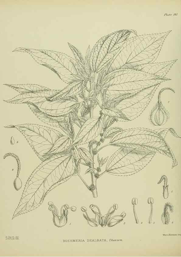Reproducción/Reproduction 23865051731: Illustrations of the New Zealand flora /. Wellington :John Mackay, Govt. Printer,1914.