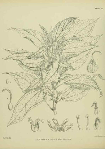 Reproducción/Reproduction 23865051731: Illustrations of the New Zealand flora /. Wellington :John Mackay, Govt. Printer,1914.