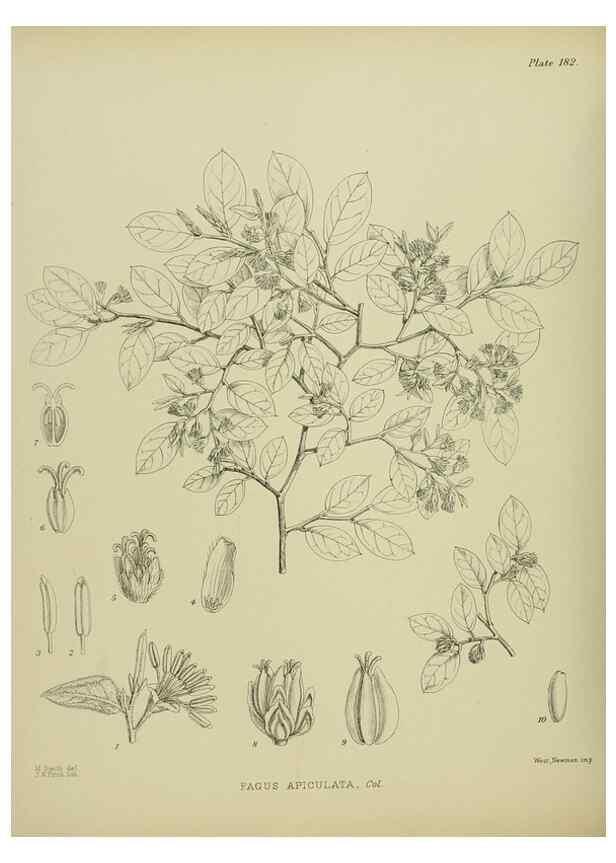 Reproducción/Reproduction 23320785803: Illustrations of the New Zealand flora /. Wellington :John Mackay, Govt. Printer,1914.