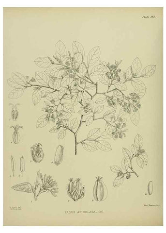 Reproducción/Reproduction 23320785803: Illustrations of the New Zealand flora /. Wellington :John Mackay, Govt. Printer,1914.