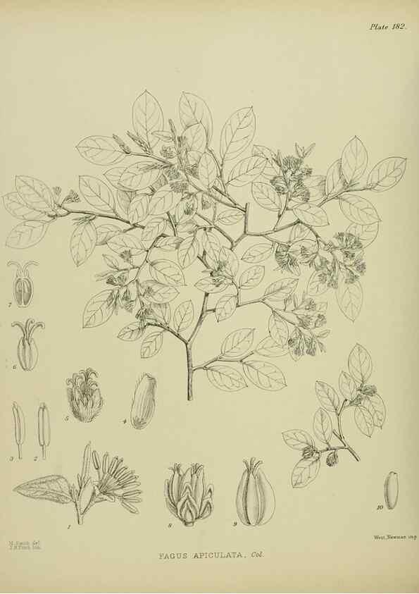 Reproducción/Reproduction 23320785803: Illustrations of the New Zealand flora /. Wellington :John Mackay, Govt. Printer,1914.