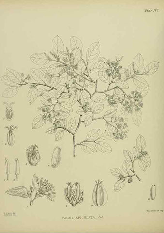 Reproducción/Reproduction 23320785803: Illustrations of the New Zealand flora /. Wellington :John Mackay, Govt. Printer,1914.