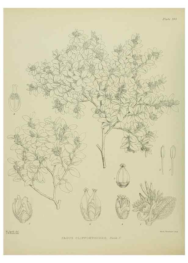 Reproducción/Reproduction 23839305702: Illustrations of the New Zealand flora /. Wellington :John Mackay, Govt. Printer,1914.