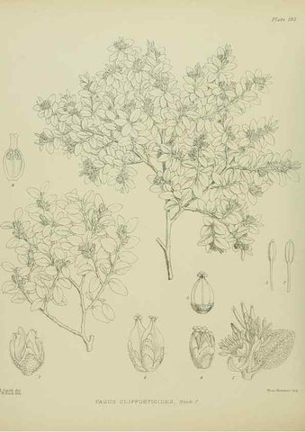 Reproducción/Reproduction 23839305702: Illustrations of the New Zealand flora /. Wellington :John Mackay, Govt. Printer,1914.