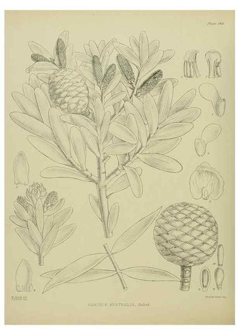 Reproducción/Reproduction 23319336754: Illustrations of the New Zealand flora /. Wellington :John Mackay, Govt. Printer,1914.