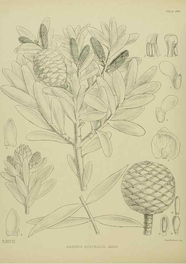 Reproducción/Reproduction 23319336754: Illustrations of the New Zealand flora /. Wellington :John Mackay, Govt. Printer,1914.