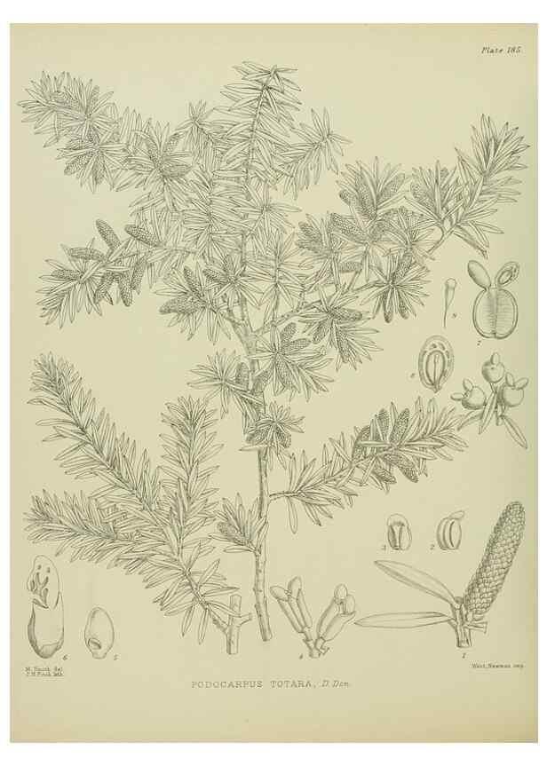 Reproducción/Reproduction 23839310822: Illustrations of the New Zealand flora /. Wellington :John Mackay, Govt. Printer,1914.
