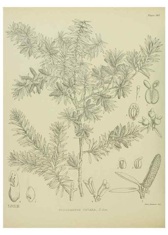 Reproducción/Reproduction 23839310822: Illustrations of the New Zealand flora /. Wellington :John Mackay, Govt. Printer,1914.