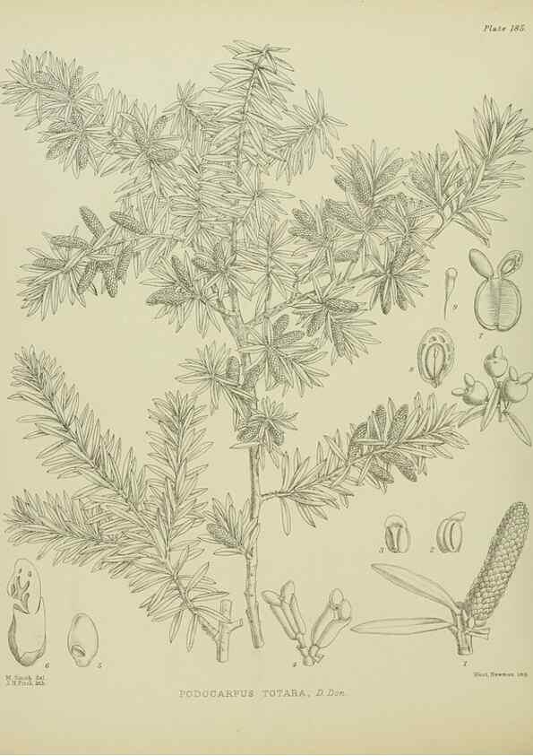 Reproducción/Reproduction 23839310822: Illustrations of the New Zealand flora /. Wellington :John Mackay, Govt. Printer,1914.