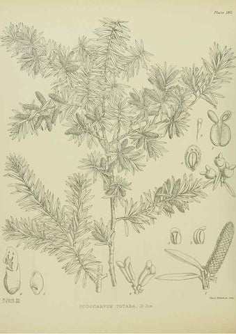Reproducción/Reproduction 23839310822: Illustrations of the New Zealand flora /. Wellington :John Mackay, Govt. Printer,1914.