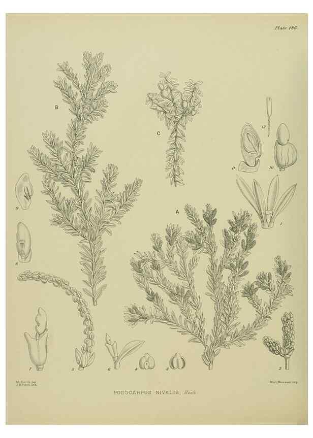 Reproducción/Reproduction 23839313132: Illustrations of the New Zealand flora /. Wellington :John Mackay, Govt. Printer,1914.