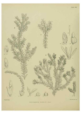 Reproducción/Reproduction 23839313132: Illustrations of the New Zealand flora /. Wellington :John Mackay, Govt. Printer,1914.