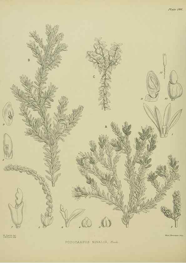 Reproducción/Reproduction 23839313132: Illustrations of the New Zealand flora /. Wellington :John Mackay, Govt. Printer,1914.