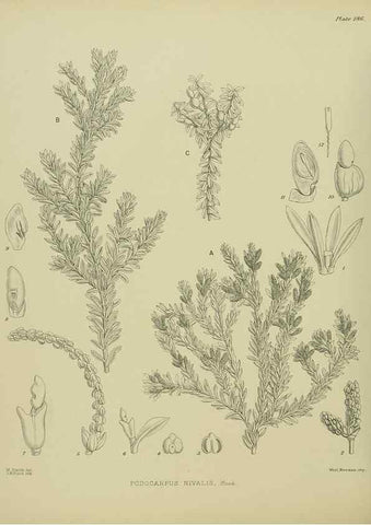 Reproducción/Reproduction 23839313132: Illustrations of the New Zealand flora /. Wellington :John Mackay, Govt. Printer,1914.