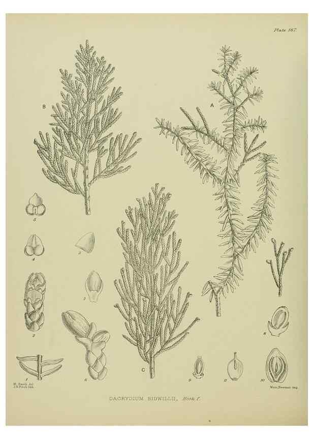 Reproducción/Reproduction 23319344794: Illustrations of the New Zealand flora /. Wellington :John Mackay, Govt. Printer,1914.