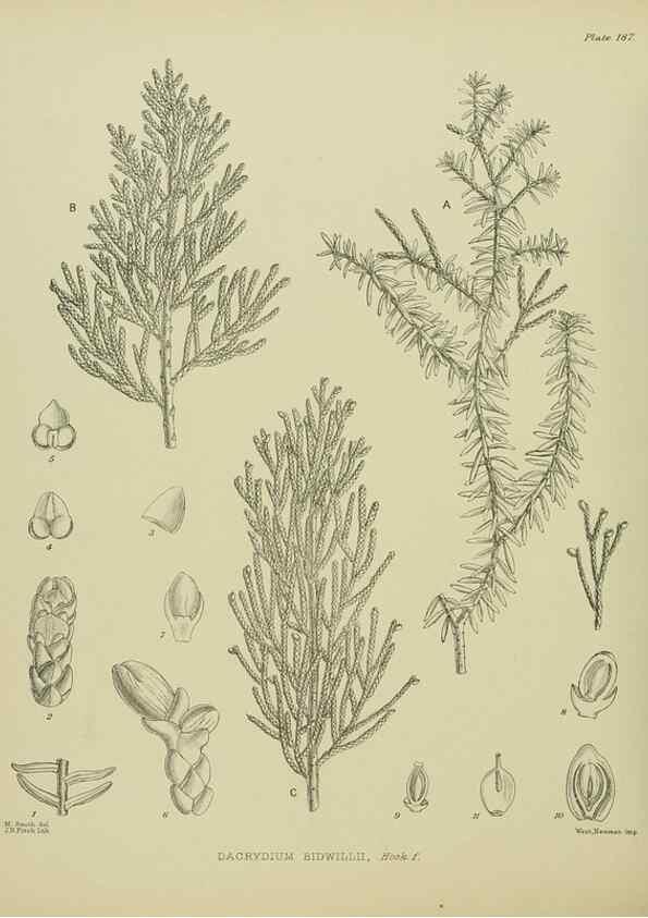 Reproducción/Reproduction 23319344794: Illustrations of the New Zealand flora /. Wellington :John Mackay, Govt. Printer,1914.
