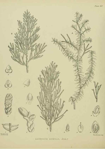 Reproducción/Reproduction 23319344794: Illustrations of the New Zealand flora /. Wellington :John Mackay, Govt. Printer,1914.