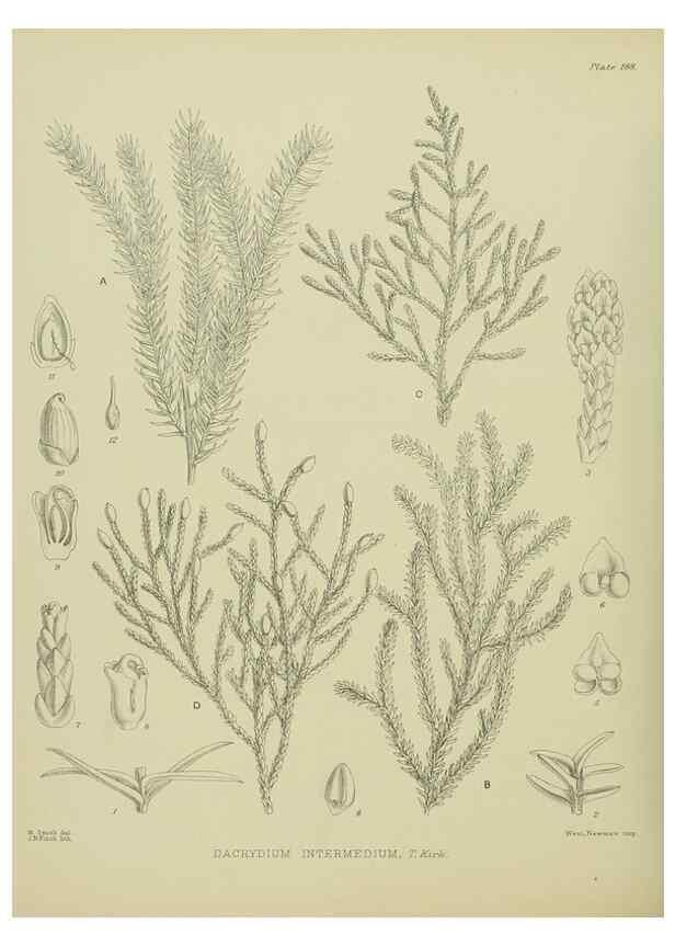 Reproducción/Reproduction 23651915620: Illustrations of the New Zealand flora /. Wellington :John Mackay, Govt. Printer,1914.