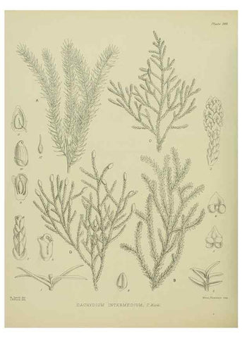 Reproducción/Reproduction 23651915620: Illustrations of the New Zealand flora /. Wellington :John Mackay, Govt. Printer,1914.