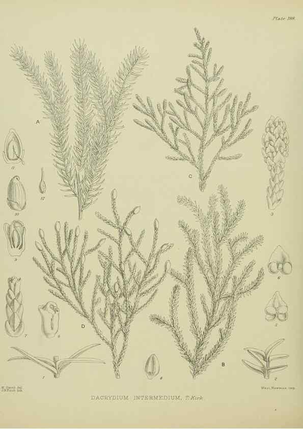 Reproducción/Reproduction 23651915620: Illustrations of the New Zealand flora /. Wellington :John Mackay, Govt. Printer,1914.