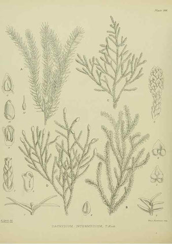Reproducción/Reproduction 23651915620: Illustrations of the New Zealand flora /. Wellington :John Mackay, Govt. Printer,1914.
