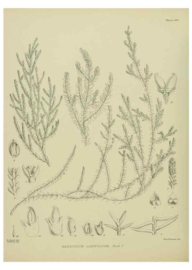 Reproducción/Reproduction 23320804143: Illustrations of the New Zealand flora /. Wellington :John Mackay, Govt. Printer,1914.