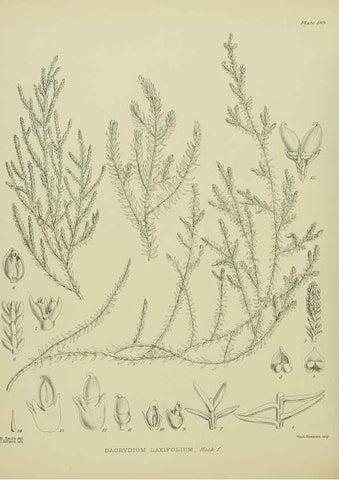 Reproducción/Reproduction 23320804143: Illustrations of the New Zealand flora /. Wellington :John Mackay, Govt. Printer,1914.