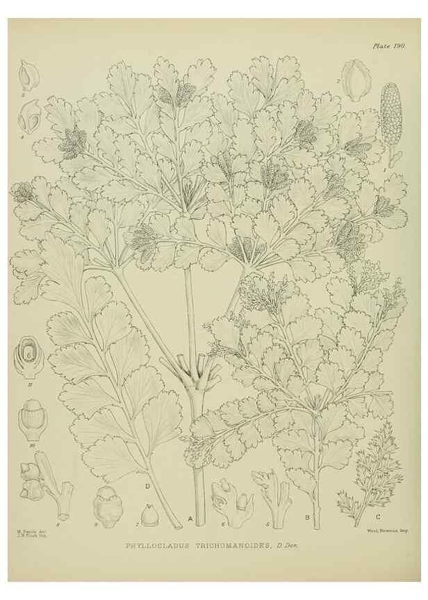 Reproducción/Reproduction 23651922000: Illustrations of the New Zealand flora /. Wellington :John Mackay, Govt. Printer,1914.
