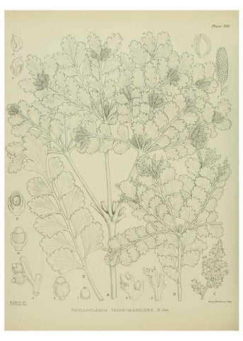 Reproducción/Reproduction 23651922000: Illustrations of the New Zealand flora /. Wellington :John Mackay, Govt. Printer,1914.