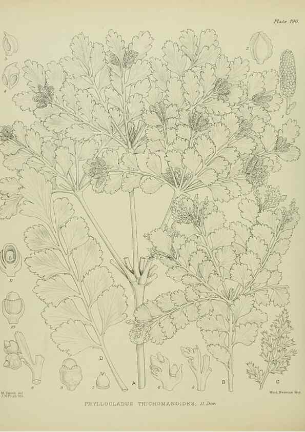 Reproducción/Reproduction 23651922000: Illustrations of the New Zealand flora /. Wellington :John Mackay, Govt. Printer,1914.