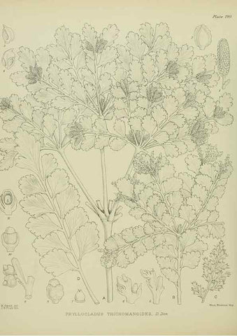Reproducción/Reproduction 23651922000: Illustrations of the New Zealand flora /. Wellington :John Mackay, Govt. Printer,1914.