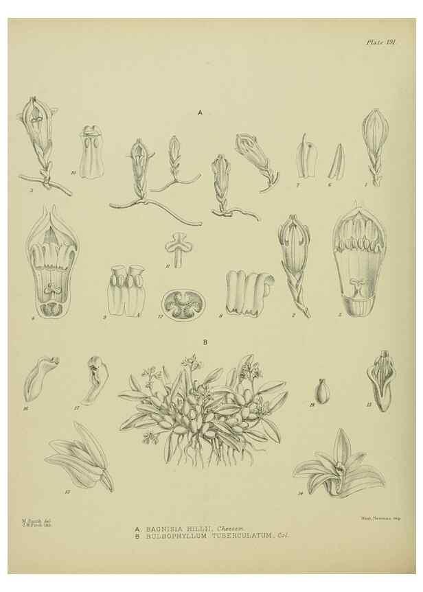 Reproducción/Reproduction 23651924530: Illustrations of the New Zealand flora /. Wellington :John Mackay, Govt. Printer,1914.
