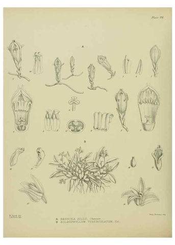 Reproducción/Reproduction 23651924530: Illustrations of the New Zealand flora /. Wellington :John Mackay, Govt. Printer,1914.