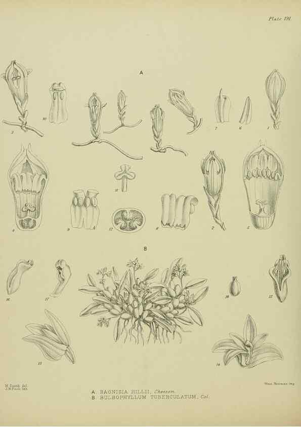Reproducción/Reproduction 23651924530: Illustrations of the New Zealand flora /. Wellington :John Mackay, Govt. Printer,1914.