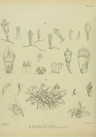 Reproducción/Reproduction 23651924530: Illustrations of the New Zealand flora /. Wellington :John Mackay, Govt. Printer,1914.