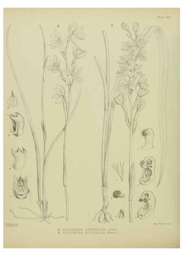 Reproducción/Reproduction 23947569385: Illustrations of the New Zealand flora /. Wellington :John Mackay, Govt. Printer,1914.