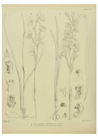Reproducción/Reproduction 23947569385: Illustrations of the New Zealand flora /. Wellington :John Mackay, Govt. Printer,1914.