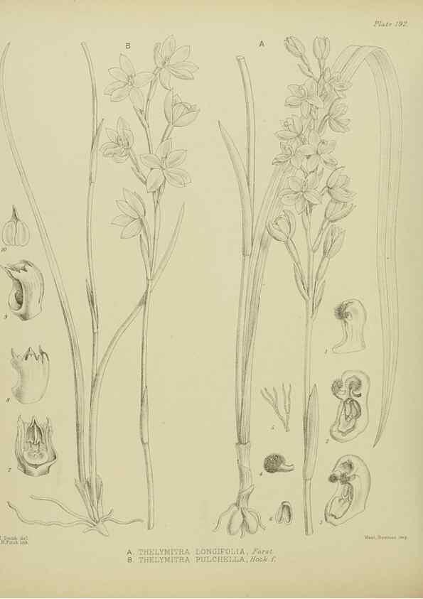 Reproducción/Reproduction 23947569385: Illustrations of the New Zealand flora /. Wellington :John Mackay, Govt. Printer,1914.