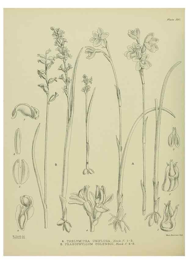 Reproducción/Reproduction 23921508406: Illustrations of the New Zealand flora /. Wellington :John Mackay, Govt. Printer,1914.