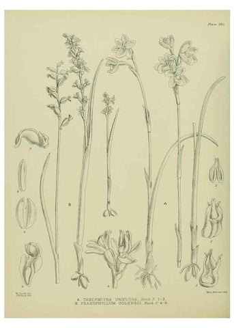 Reproducción/Reproduction 23921508406: Illustrations of the New Zealand flora /. Wellington :John Mackay, Govt. Printer,1914.
