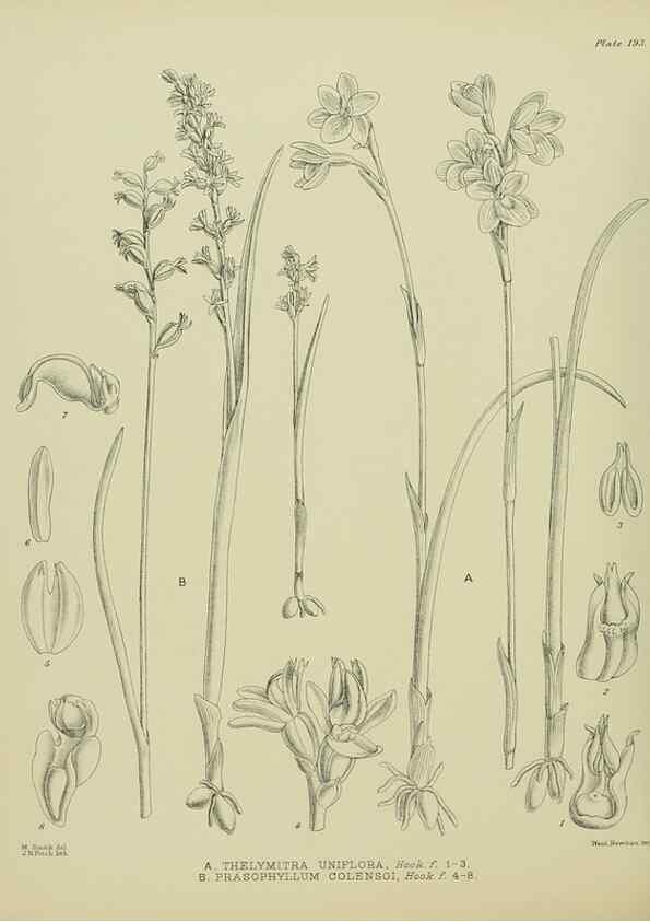 Reproducción/Reproduction 23921508406: Illustrations of the New Zealand flora /. Wellington :John Mackay, Govt. Printer,1914.