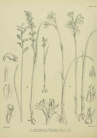 Reproducción/Reproduction 23921508406: Illustrations of the New Zealand flora /. Wellington :John Mackay, Govt. Printer,1914.